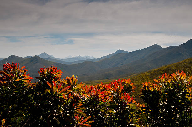 Growing protea fynbos in the mountainous terrain of the western cape