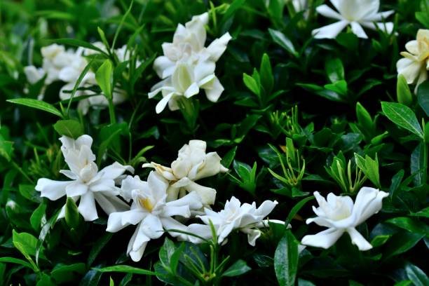 Gardenia flower with silky white petals blooming in the garden