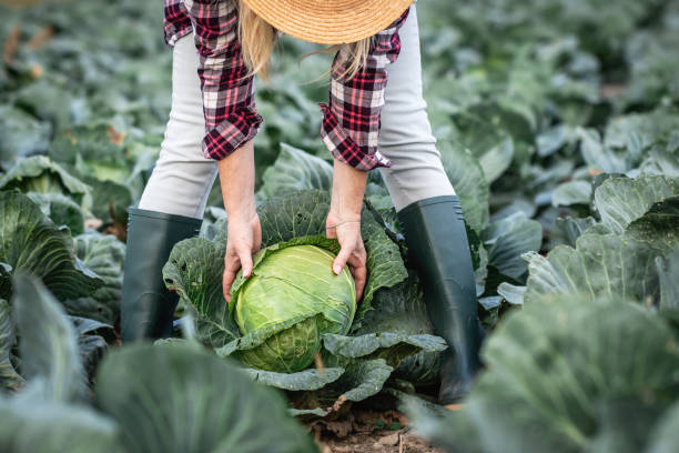 Woman harvesting her cabbages wearing boots and a pleated shirt