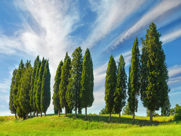 Italian scenery garden with cypress trees