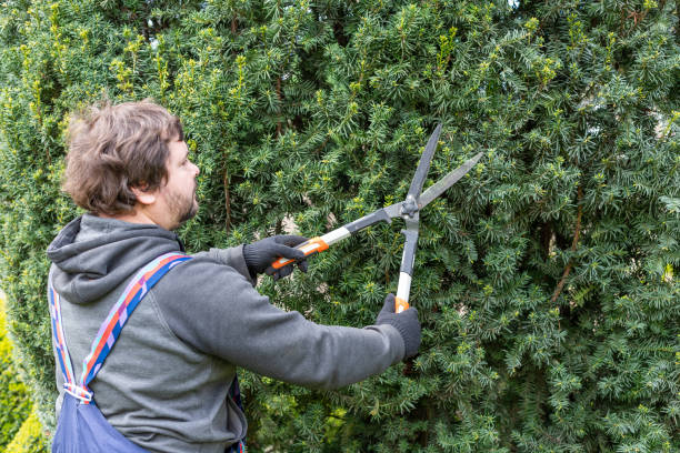 Man gardener in protective clothes pruning his juniper shrub hedges