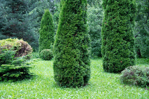 Everything you need to know about juniper trees and shrubs | SA Garden ...