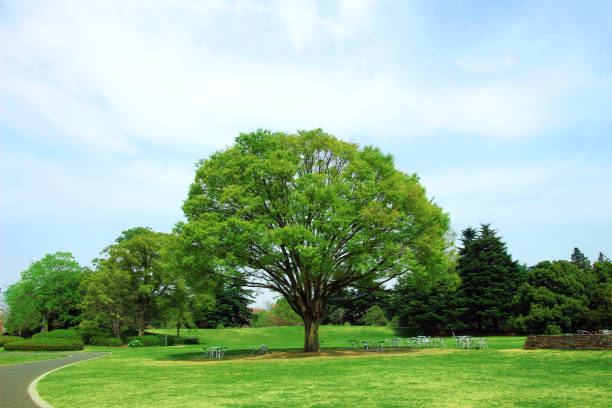 Japanese zelkova tree in a green summer park 