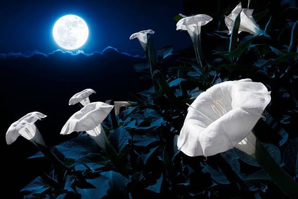 Moonflower bush blooming at night under the moonlight
