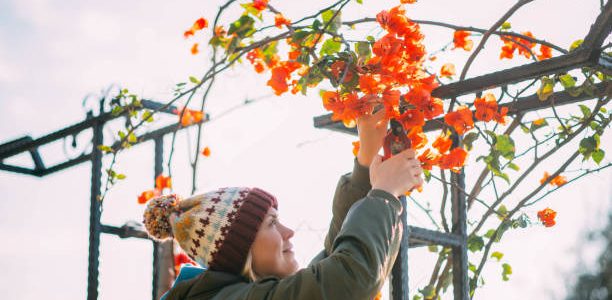 Young Woman Pruning her bougainvillea plant