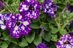Purple petunias in shot in close up. Blooming in a garden.