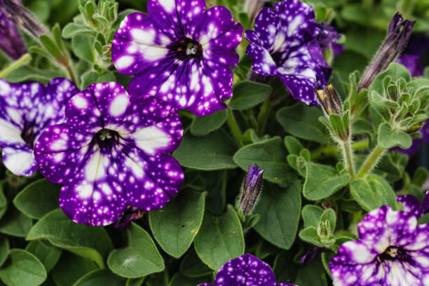Purple petunias in shot in close up. Blooming in a garden. 