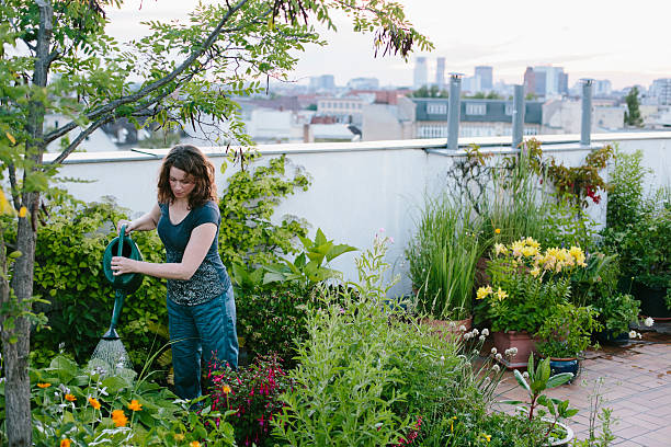 urban gardening: woman watering plants on rooftop terrace garden with skyline
