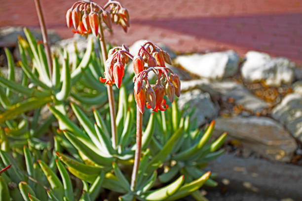 The Cape Aloe succulent spring wildflowers in Western Cape, South Africa
