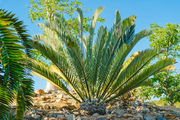 Wood's cycad tree, one of the rarest plants in the world