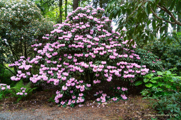 The pink velour crape myrtle dwarf blooming with pink foliage