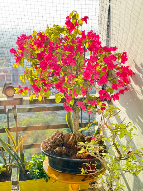  bougainvillea flower vine in a pot next to a window 
