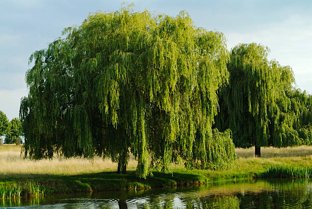Weeping willow tree over looking a garden river