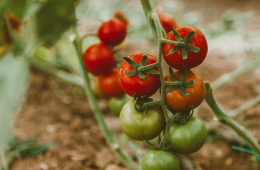 Why tomatoes aren't ripening