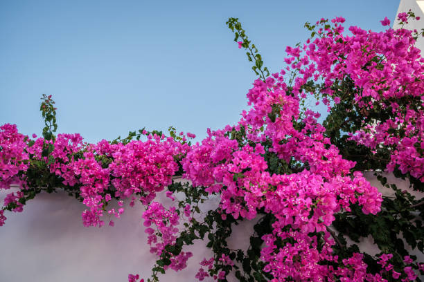 Blooming bush of bougainvillea on a white wall under a cloudless blue sky.
