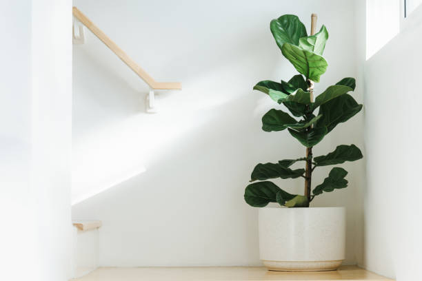 Fiddle leaf fig, plant in circle white pot and place at the Corner of stair