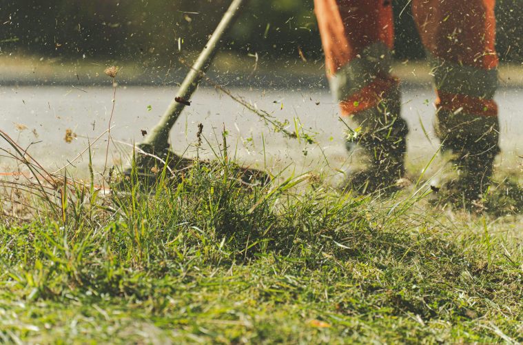 How often should you mow your lawn?