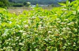 Summer loving buckwheat crops flowering in a garden
