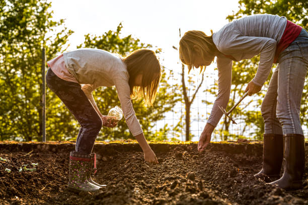 Mother and Daughter adding soil mulch in vegetable no-dig Garden