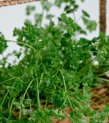 Parsley, an impressive herb packed with nutrients
