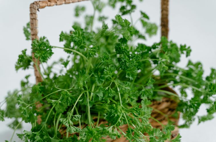 Parsley, an impressive herb packed with nutrients
