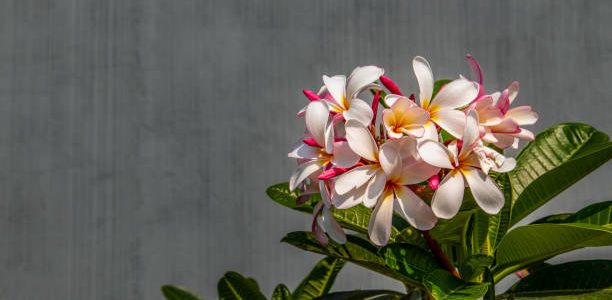 white pink flowers on the magnolia dwarf tree growing