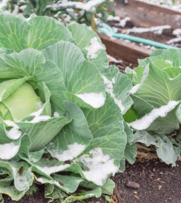 Raised bed garden with cabbage heads under snow cover at wintertime.