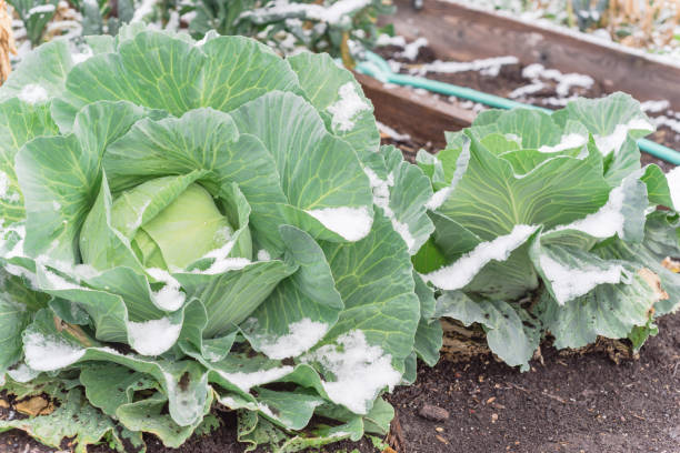 Raised bed garden with cabbage heads under snow cover at wintertime.