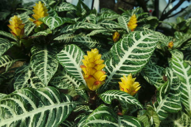 Zebra Plant blooming with the yellow flowers in spring 