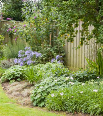 Perennial flower bed growing under a tree in a beautiful garden