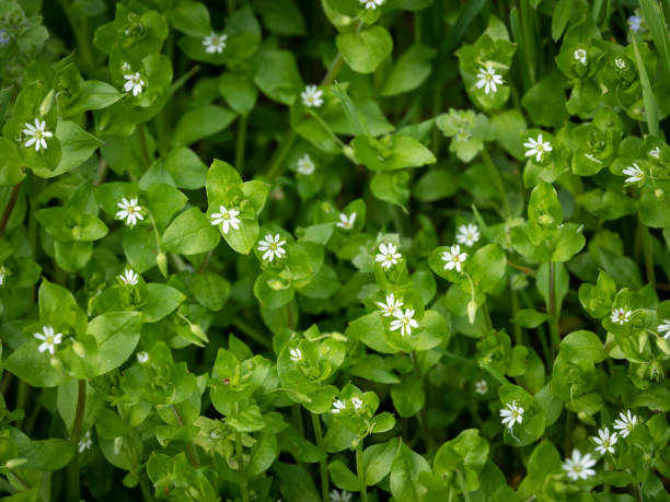 Chickweed with small white blossoms