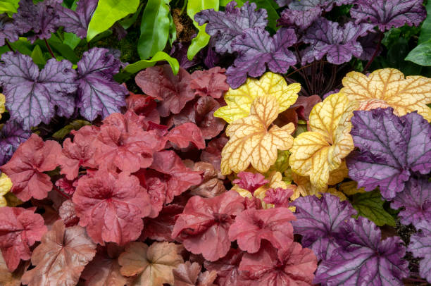 Coral bells shade plants