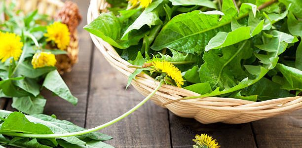 Edible dandelion weed picked and placed on top of a table