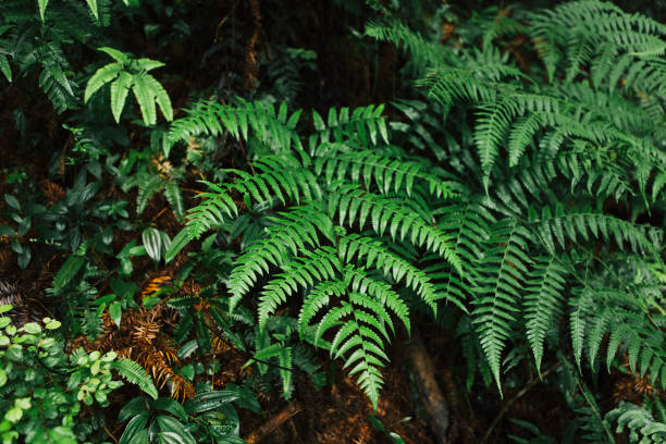 Ferns growing under a tree