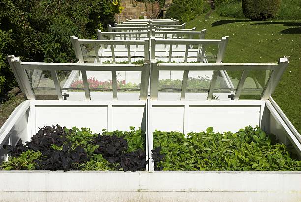 Cold frames: the secret to year-round gardening