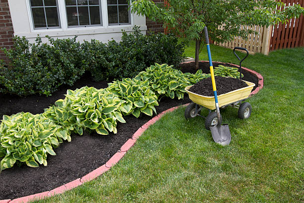 Mulching Hosta plants in a front yard garden with a wheelbarrow in front