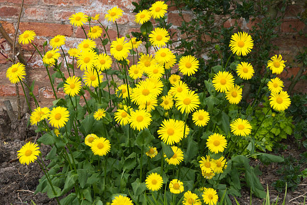 Leopard's Bane a vibrant yellow perennial in the spring flower border.