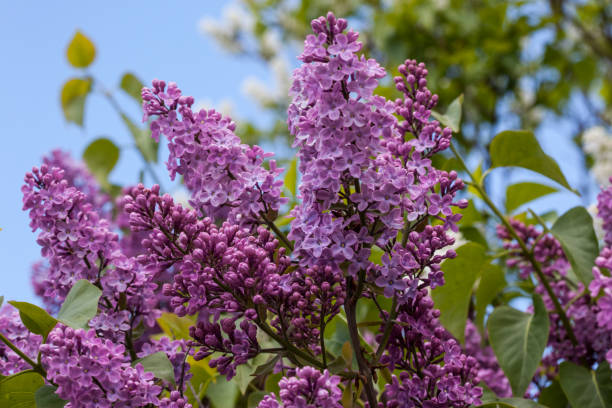 Lilacs: plants to avoid next to roses