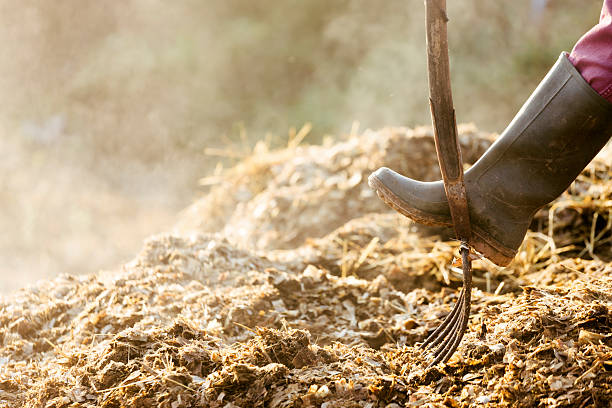 Manure being handle by gardener with a garden rake