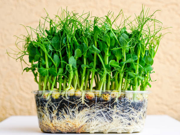 microgreens beans growing in microgreen container