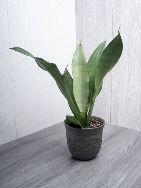 Sansevieria moonshine popular trendy snakeplant houseplant