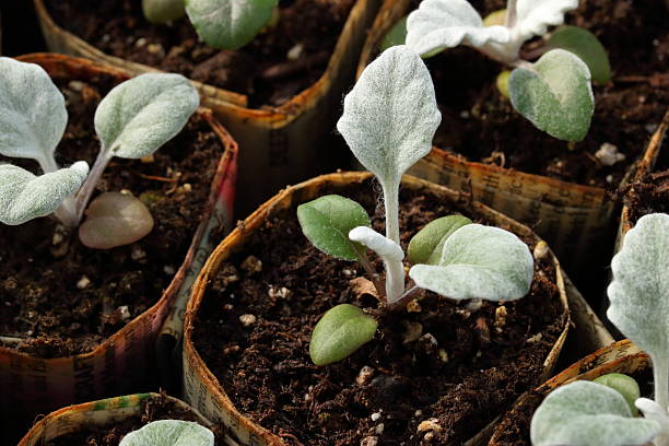 Seedlings grow in eco friendly, handmade newspaper pots.