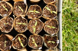 Seedlings in pots made of newspaper sheets.