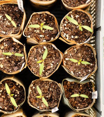 Seedlings in pots made of newspaper sheets.