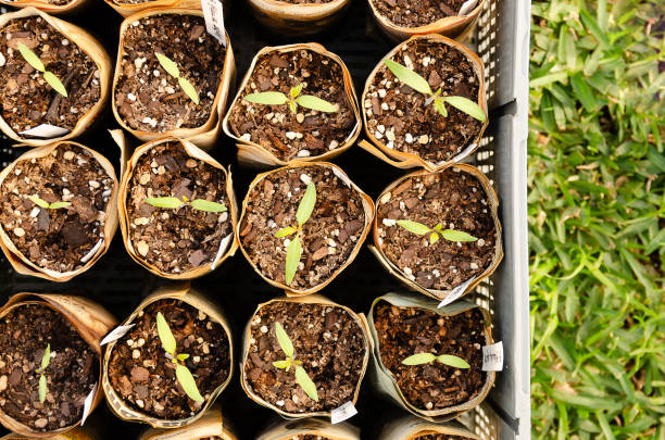 Seedlings in pots made of newspaper sheets.