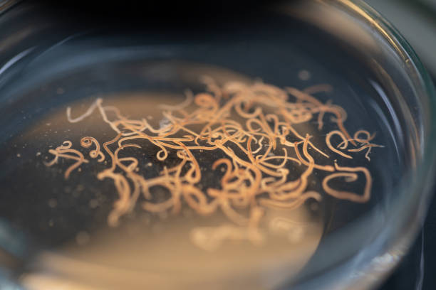 Microscopic nematode in a petri dish in lab 