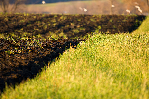  fertile black topsoil in a farmers field.