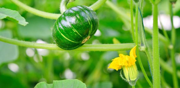 growing pumpkin on vine at greenhouse.