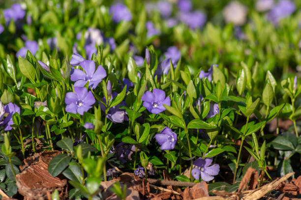 Periwinkle ornamental flowers in bloom over ground under a tree