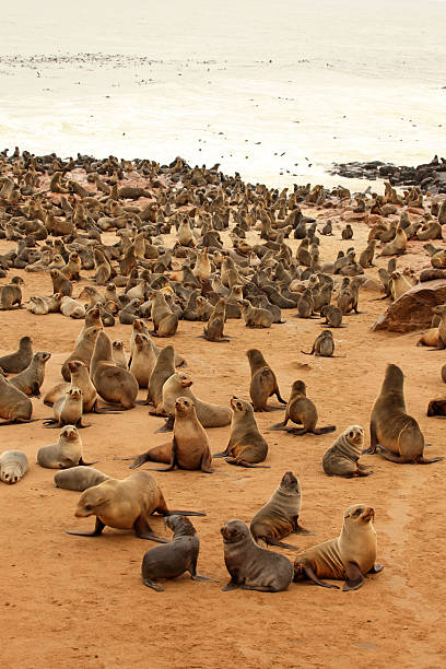 Cape Fur Seals are sitting on Skeleton Coast, in Namibia. 